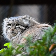 Manul Magellan