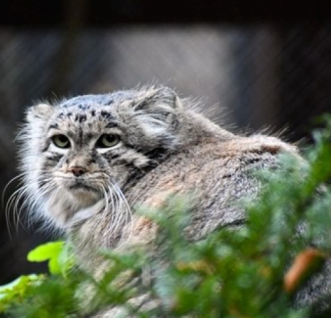 Manul Magellan