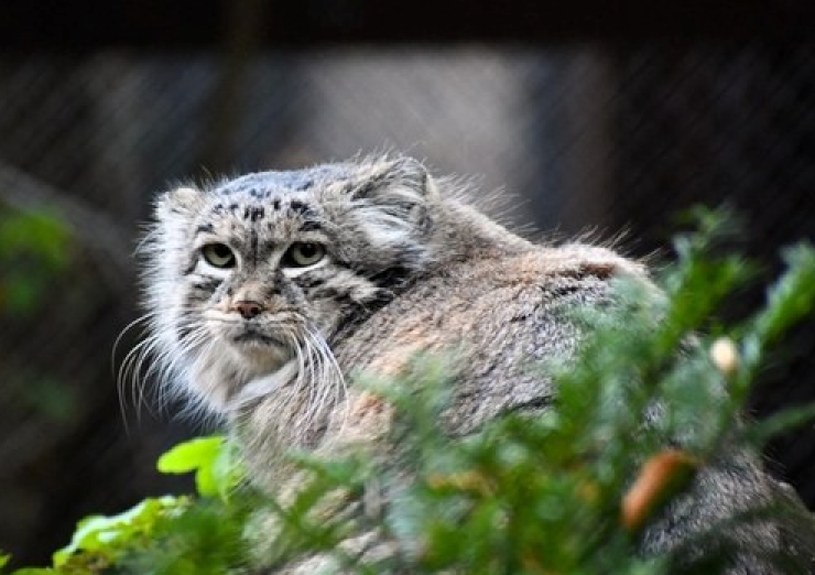 Manul Magellan