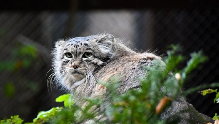 Manul Magellan