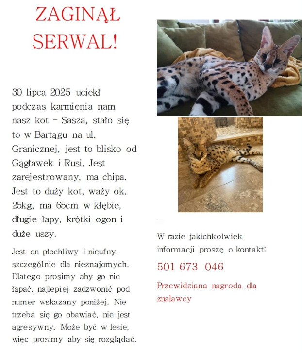 Serwal Sasza / Nastia Juriewicz